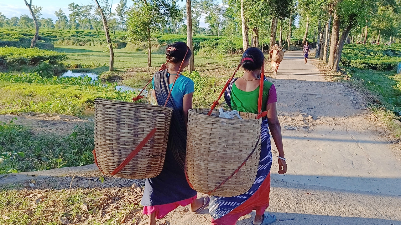 প্রধান উপদেষ্টা পদত্যাগ করবেন না: ফাইজ তাইয়েব আহমেদ