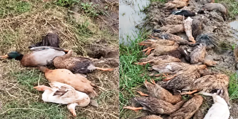 প্রধান উপদেষ্টা পদত্যাগ করবেন না: ফাইজ তাইয়েব আহমেদ