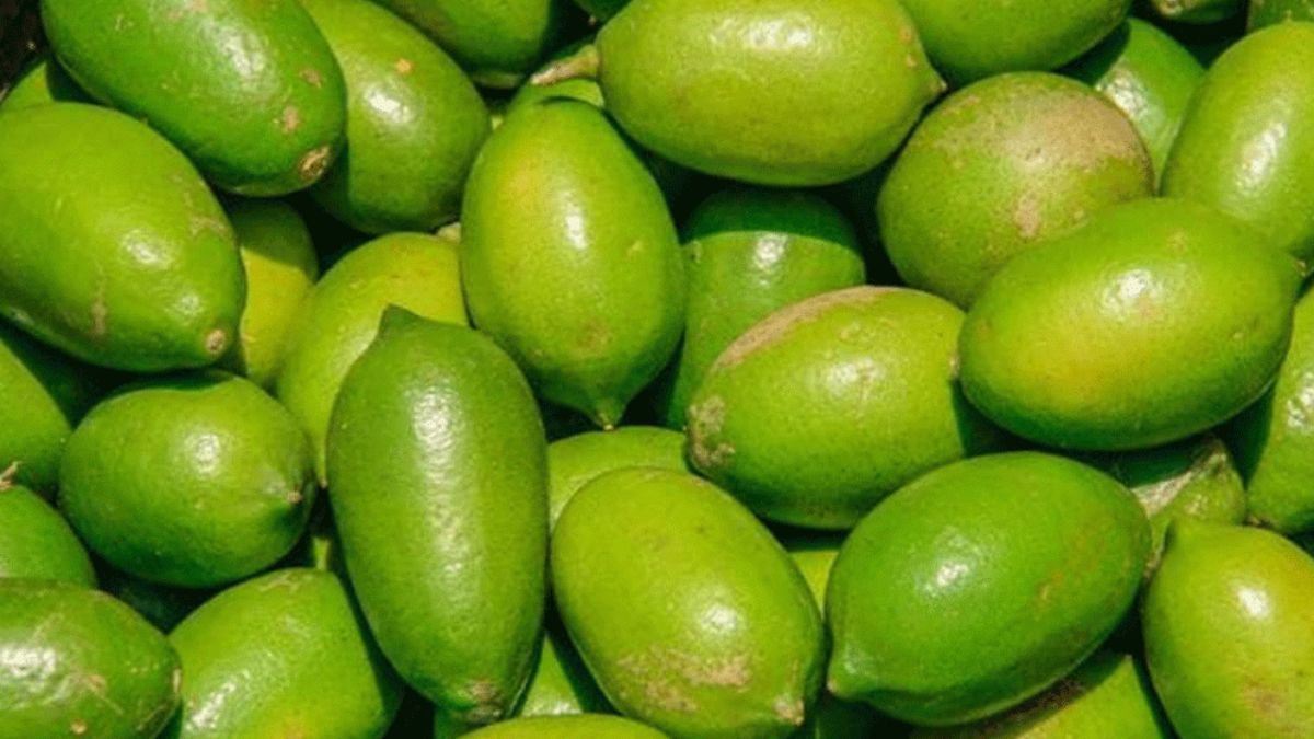 প্রধান উপদেষ্টা পদত্যাগ করবেন না: ফাইজ তাইয়েব আহমেদ