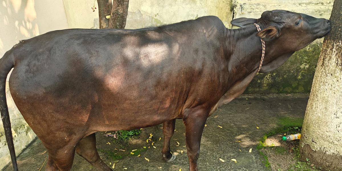 প্রধান উপদেষ্টা পদত্যাগ করবেন না: ফাইজ তাইয়েব আহমেদ