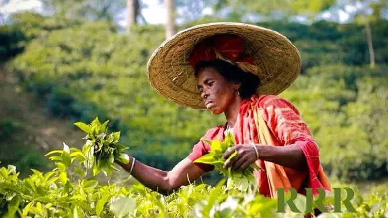 প্রধান উপদেষ্টা পদত্যাগ করবেন না: ফাইজ তাইয়েব আহমেদ