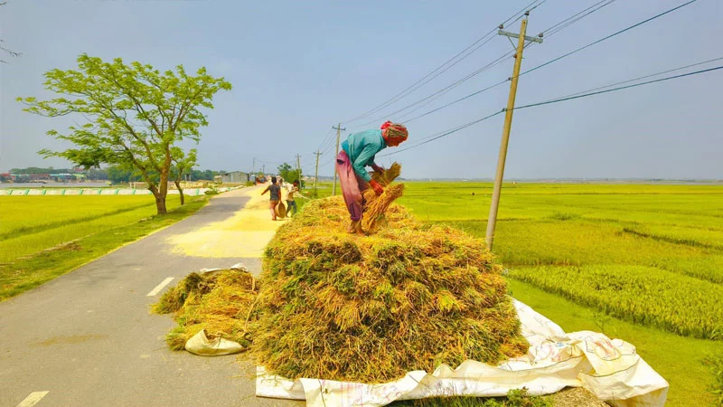 প্রধান উপদেষ্টা পদত্যাগ করবেন না: ফাইজ তাইয়েব আহমেদ