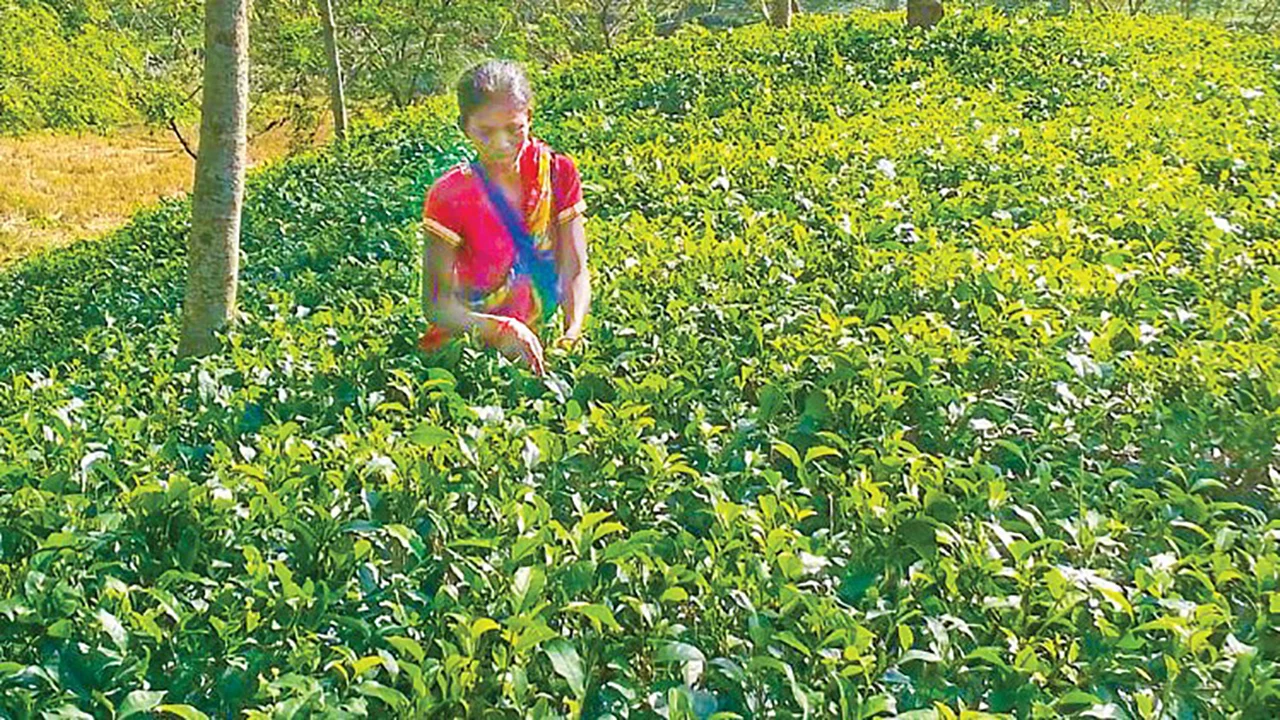 প্রধান উপদেষ্টা পদত্যাগ করবেন না: ফাইজ তাইয়েব আহমেদ