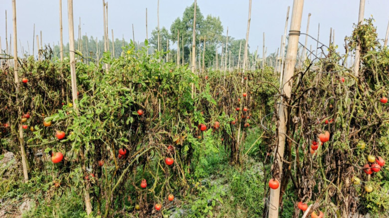 প্রধান উপদেষ্টা পদত্যাগ করবেন না: ফাইজ তাইয়েব আহমেদ