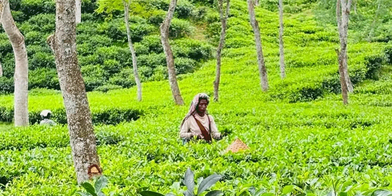 প্রধান উপদেষ্টা পদত্যাগ করবেন না: ফাইজ তাইয়েব আহমেদ