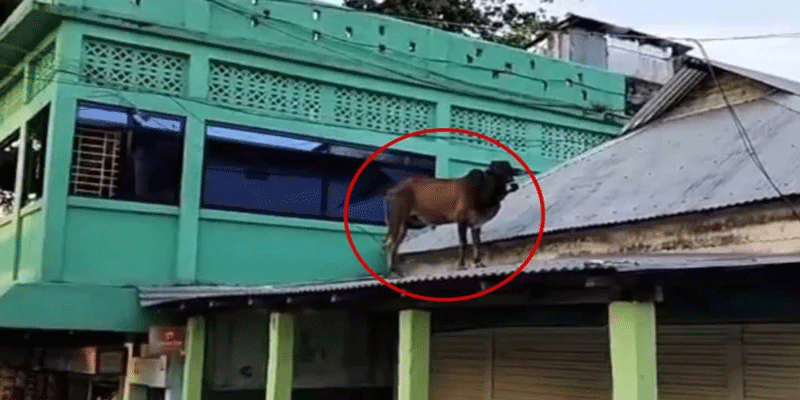 প্রধান উপদেষ্টা পদত্যাগ করবেন না: ফাইজ তাইয়েব আহমেদ