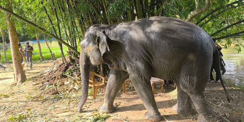 প্রধান উপদেষ্টা পদত্যাগ করবেন না: ফাইজ তাইয়েব আহমেদ