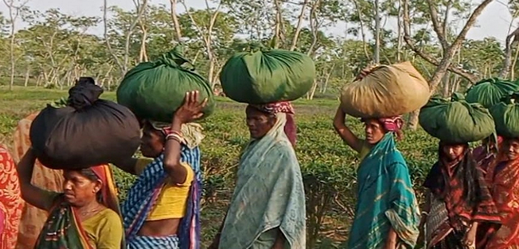 প্রধান উপদেষ্টা পদত্যাগ করবেন না: ফাইজ তাইয়েব আহমেদ