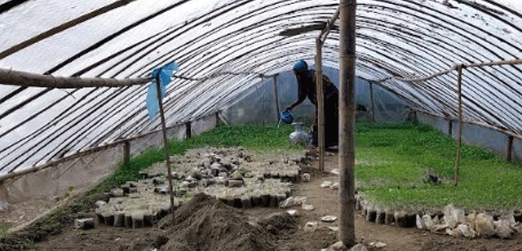 প্রধান উপদেষ্টা পদত্যাগ করবেন না: ফাইজ তাইয়েব আহমেদ