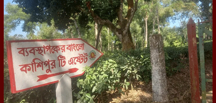 প্রধান উপদেষ্টা পদত্যাগ করবেন না: ফাইজ তাইয়েব আহমেদ