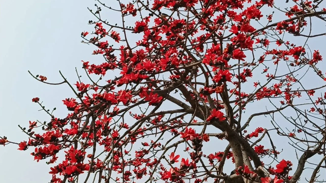 প্রধান উপদেষ্টা পদত্যাগ করবেন না: ফাইজ তাইয়েব আহমেদ