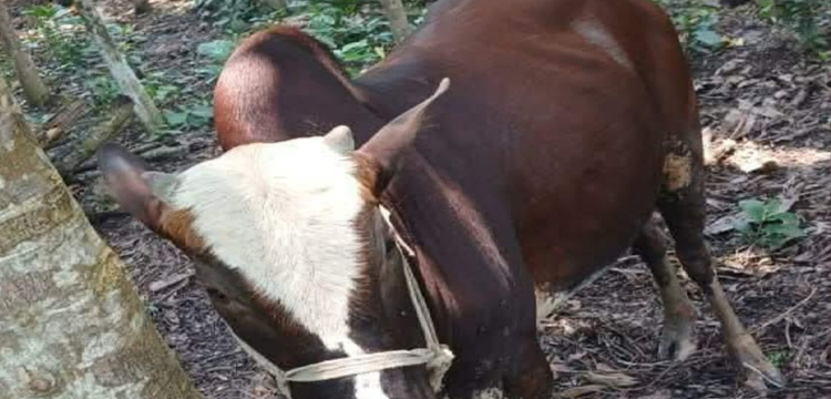 প্রধান উপদেষ্টা পদত্যাগ করবেন না: ফাইজ তাইয়েব আহমেদ