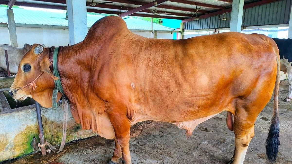 প্রধান উপদেষ্টা পদত্যাগ করবেন না: ফাইজ তাইয়েব আহমেদ