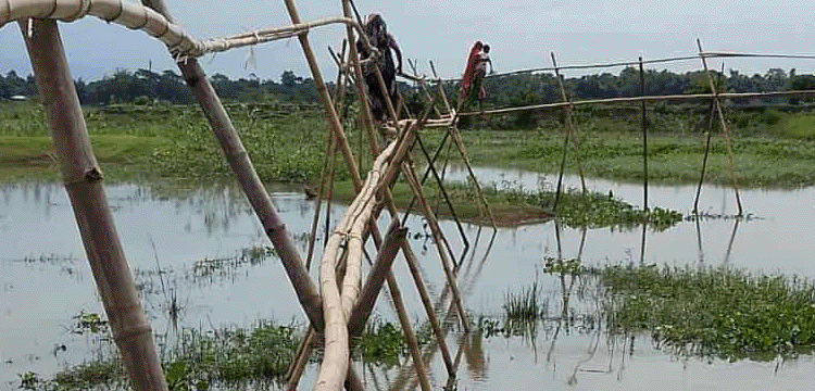 প্রধান উপদেষ্টা পদত্যাগ করবেন না: ফাইজ তাইয়েব আহমেদ