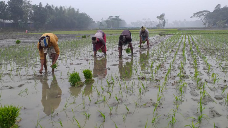 প্রধান উপদেষ্টা পদত্যাগ করবেন না: ফাইজ তাইয়েব আহমেদ