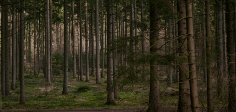 প্রধান উপদেষ্টা পদত্যাগ করবেন না: ফাইজ তাইয়েব আহমেদ