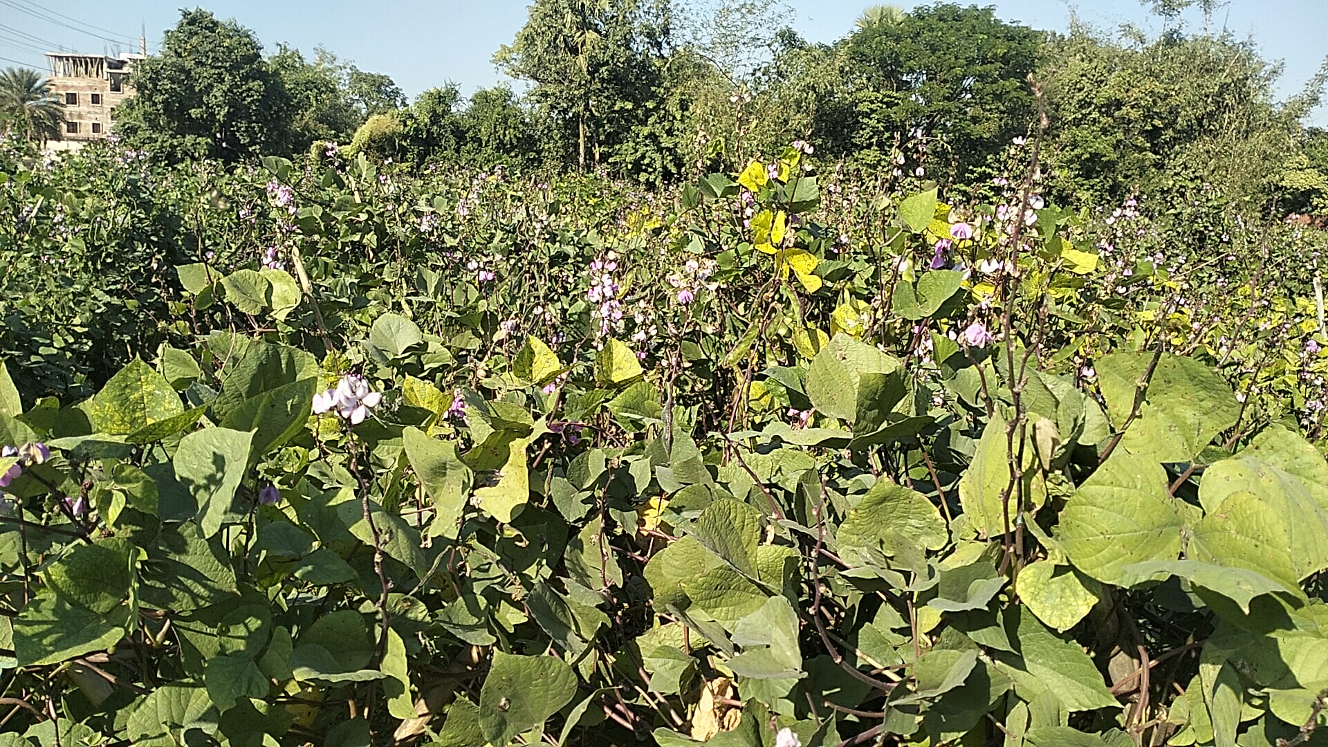 প্রধান উপদেষ্টা পদত্যাগ করবেন না: ফাইজ তাইয়েব আহমেদ