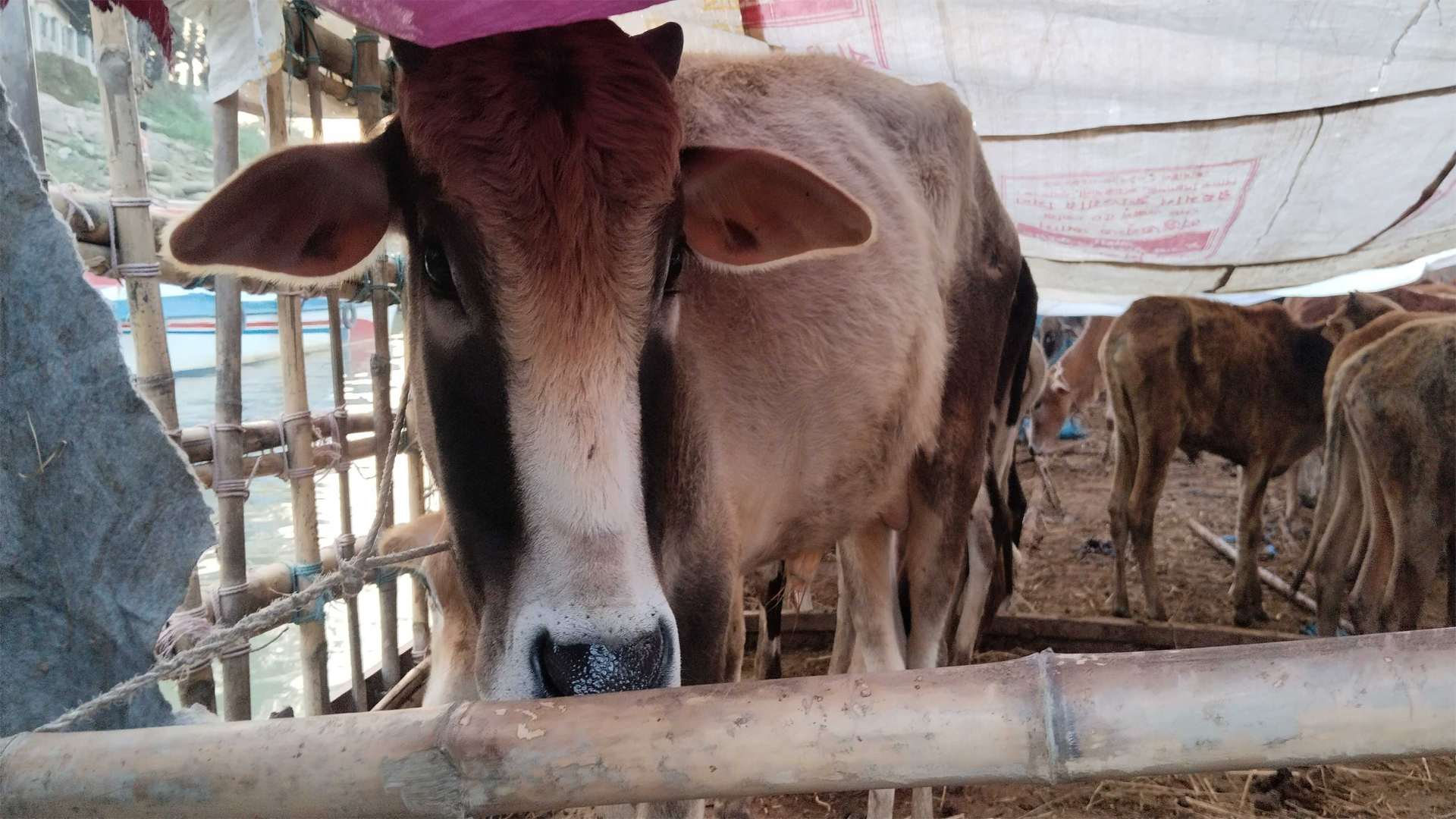 প্রধান উপদেষ্টা পদত্যাগ করবেন না: ফাইজ তাইয়েব আহমেদ