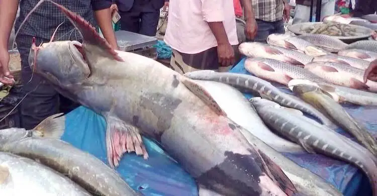 প্রধান উপদেষ্টা পদত্যাগ করবেন না: ফাইজ তাইয়েব আহমেদ