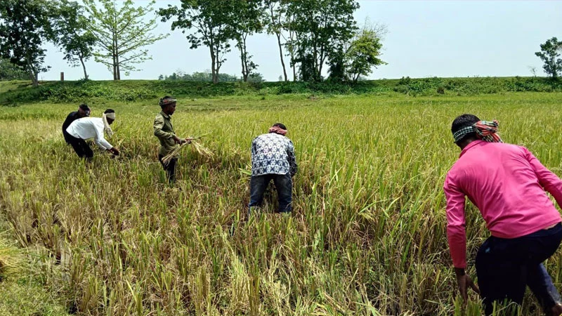 প্রধান উপদেষ্টা পদত্যাগ করবেন না: ফাইজ তাইয়েব আহমেদ