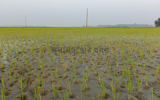 প্রধান উপদেষ্টা পদত্যাগ করবেন না: ফাইজ তাইয়েব আহমেদ