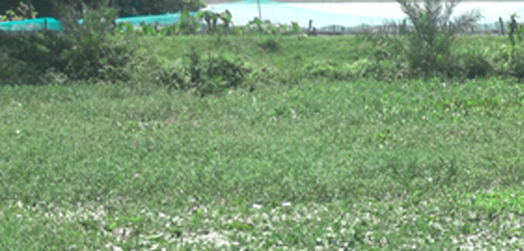 প্রধান উপদেষ্টা পদত্যাগ করবেন না: ফাইজ তাইয়েব আহমেদ