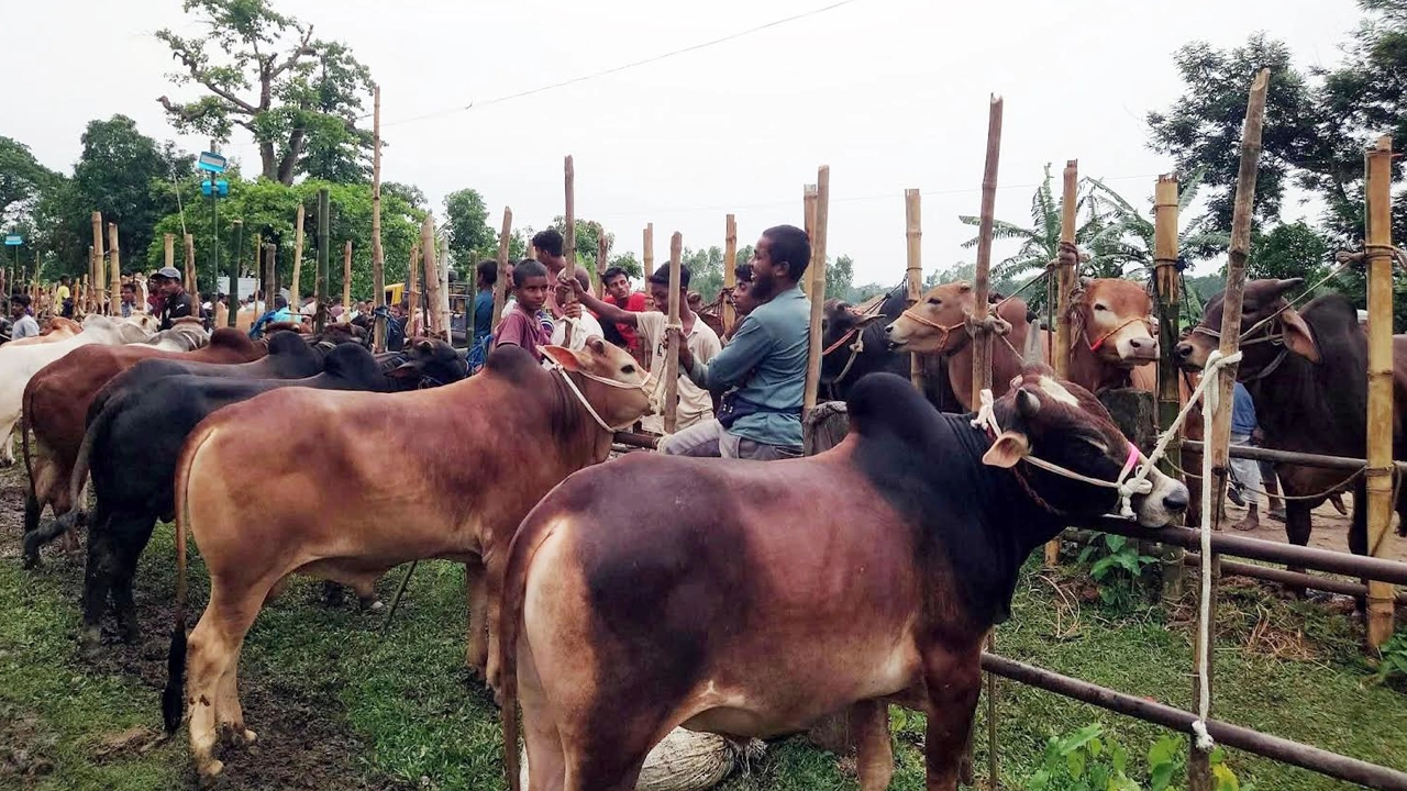 প্রধান উপদেষ্টা পদত্যাগ করবেন না: ফাইজ তাইয়েব আহমেদ