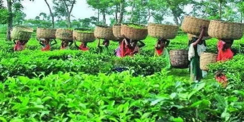 প্রধান উপদেষ্টা পদত্যাগ করবেন না: ফাইজ তাইয়েব আহমেদ