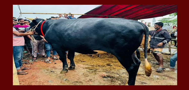 প্রধান উপদেষ্টা পদত্যাগ করবেন না: ফাইজ তাইয়েব আহমেদ
