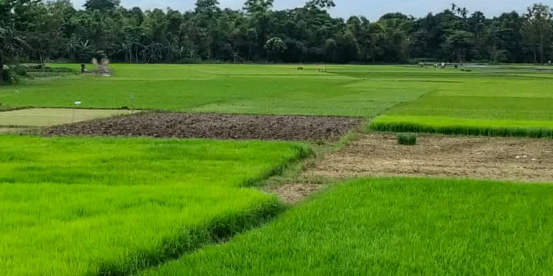 প্রধান উপদেষ্টা পদত্যাগ করবেন না: ফাইজ তাইয়েব আহমেদ