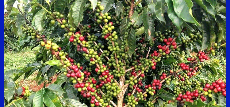 প্রধান উপদেষ্টা পদত্যাগ করবেন না: ফাইজ তাইয়েব আহমেদ