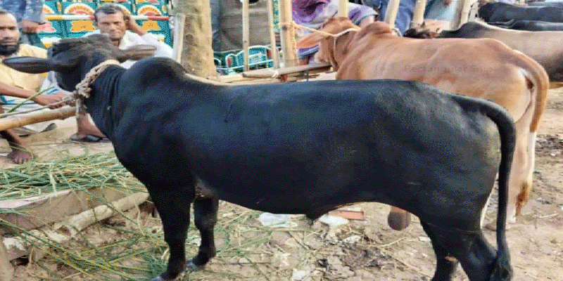 প্রধান উপদেষ্টা পদত্যাগ করবেন না: ফাইজ তাইয়েব আহমেদ