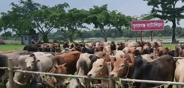প্রধান উপদেষ্টা পদত্যাগ করবেন না: ফাইজ তাইয়েব আহমেদ