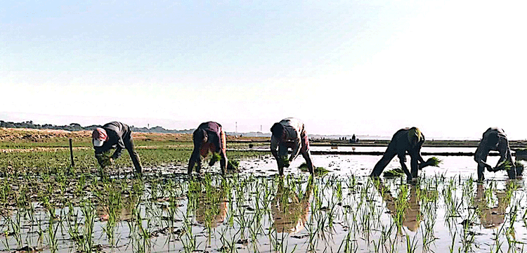 প্রধান উপদেষ্টা পদত্যাগ করবেন না: ফাইজ তাইয়েব আহমেদ