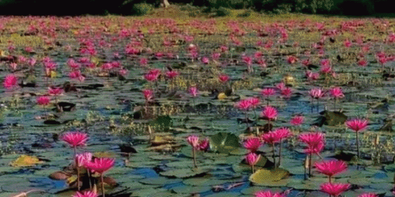 প্রধান উপদেষ্টা পদত্যাগ করবেন না: ফাইজ তাইয়েব আহমেদ