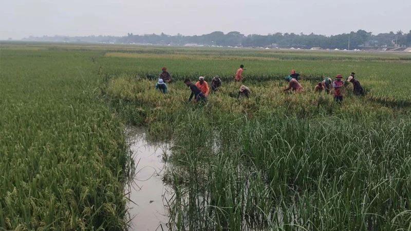 প্রধান উপদেষ্টা পদত্যাগ করবেন না: ফাইজ তাইয়েব আহমেদ