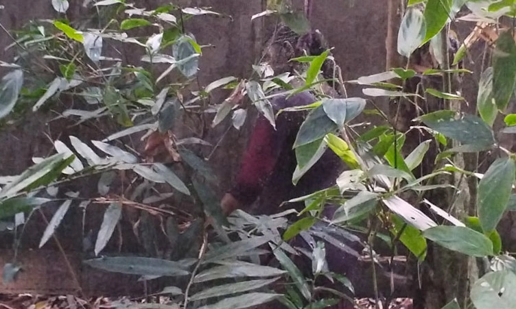 প্রধান উপদেষ্টা পদত্যাগ করবেন না: ফাইজ তাইয়েব আহমেদ