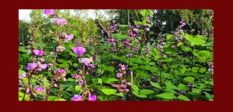 প্রধান উপদেষ্টা পদত্যাগ করবেন না: ফাইজ তাইয়েব আহমেদ