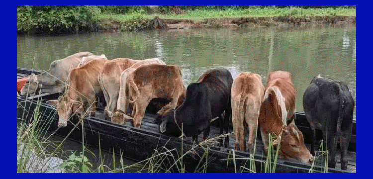 প্রধান উপদেষ্টা পদত্যাগ করবেন না: ফাইজ তাইয়েব আহমেদ