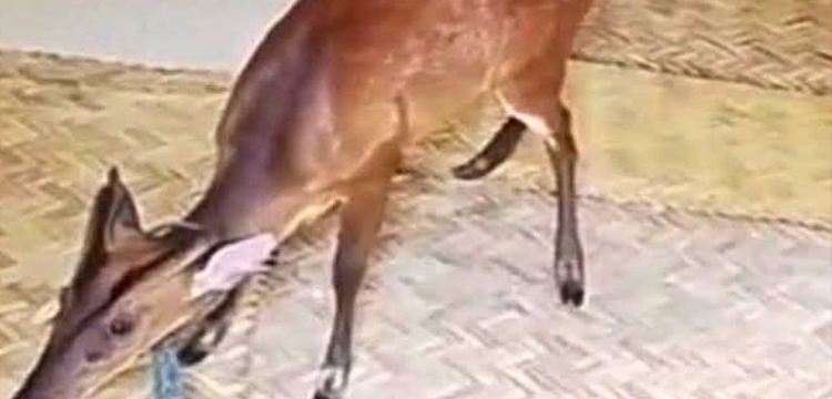 প্রধান উপদেষ্টা পদত্যাগ করবেন না: ফাইজ তাইয়েব আহমেদ