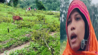 মৌলভীবাজারে ১২০০ কমলা গাছ কাটার অভিযোগ, ক্ষুব্ধ এলাকাবাসী