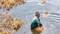 সরকারি হিসাবে ২০ হাজার হেক্টর, মাঠের হিসাবে কৃষকের মেরুদণ্ড শেষ
