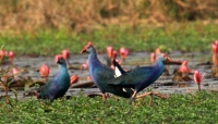 টাঙ্গুয়ার হাওরে সক্রিয় পাখি শিকারিরা: কমছে পরিযায়ী পাখি