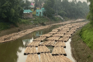 জুড়ীতে চলছে বাঁশ লুটের উৎসব