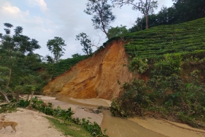 হবিগঞ্জে প্রতিকূল আবহাওয়া ও বিদ্যুৎ সংকটে চা শিল্পে বিপর্যয়