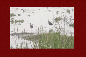 শীতের ডাকে হাওরে পাখিরা,সক্রিয় শিকারিরা!