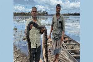 শ্রীমঙ্গলে মুমূর্ষু অজগর উদ্ধার, হাসপাতালে নেওয়ার আগেই মৃত্যু