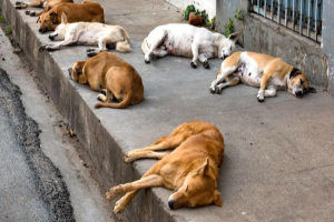 সিলেটে ৬ মাসে জলাতঙ্কের ভ্যাকসিন নিয়েছেন সাড়ে ৬ হাজার মানুষ