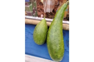 সুনামগঞ্জে এক জোড়া লাউ নিলামে বিক্রি ১৮ হাজার টাকায়
