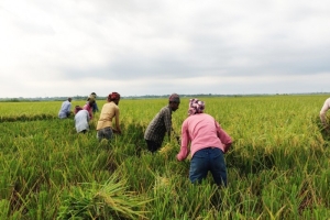 সুনামগঞ্জে আগাম বন্যার শঙ্কা: ফসল রক্ষায় আধাপাকা ধান কাটছেন কৃষকরা